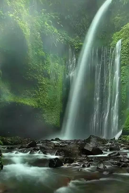解救野生狐狸